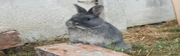 Netherland Dwarf rabbits for sale: ⭐️ Baby rabbits looking for new home ⭐️ - Advert 18