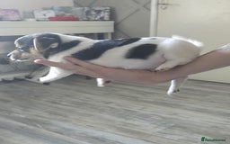 Mixed Breed dogs for sale: Chihuahua x jack Russell puppies 4 boys  - Image 2