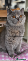 British Shorthair cats Beautiful BSH lilac Tortie girl for sale - Advert 4
