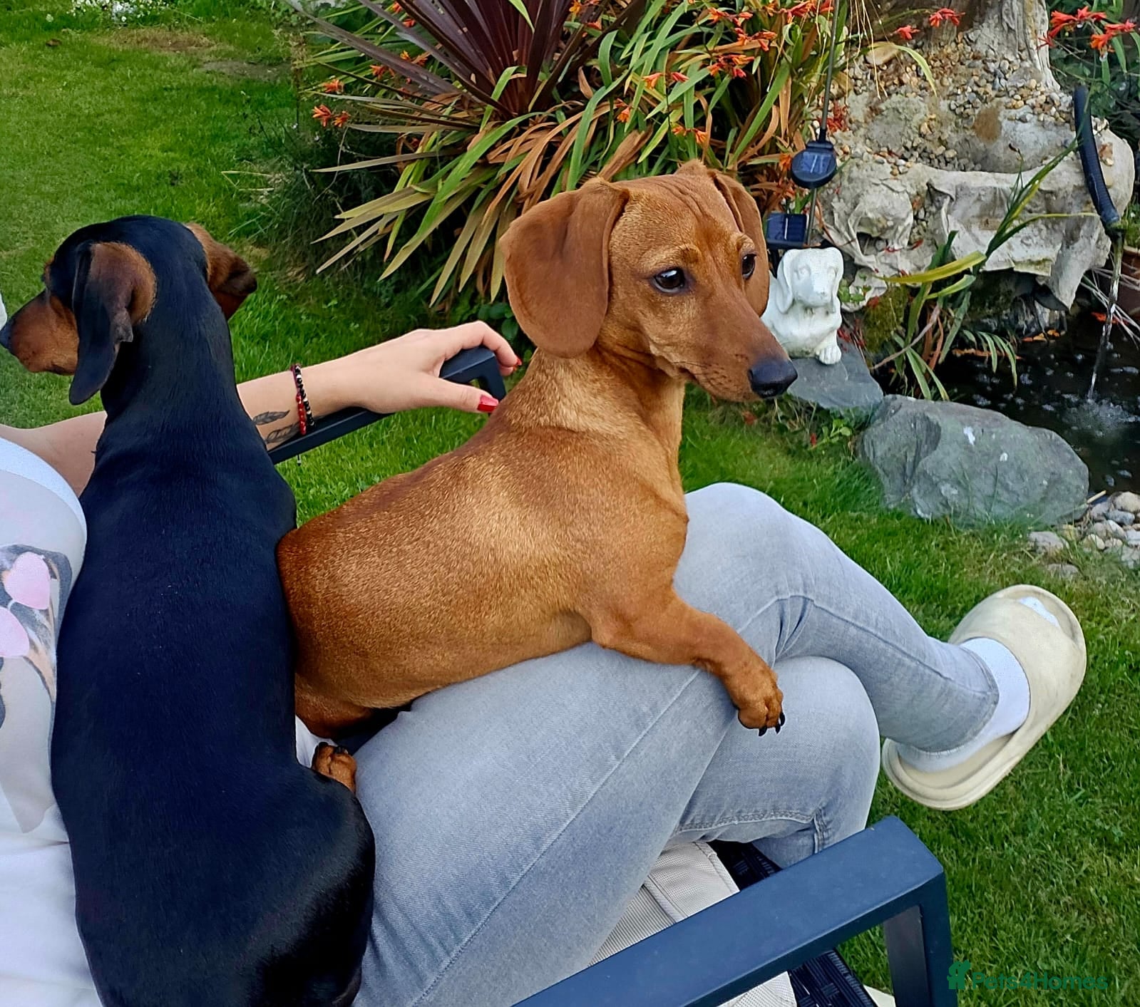 Dachshund dogs Beautiful Miniature Dachshund - Advert 5