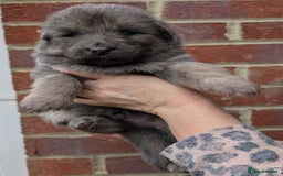 German Shepherd dogs for sale: Rare long-haired German shepherd puppies for sale - Advert 1