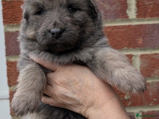 German Shepherd dogs for sale: Rare long-haired German shepherd puppies for sale - Advert 1