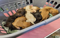 Hungarian Vizsla dogs for sale: Hungarian vizsla pups top quality pups  - Image 2