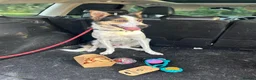 Border Collie dogs for sale: 4 year old collie looking for a new home  in Bangor - Advert 4