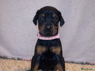 Dobermann dogs 🩶 Top quality KC registered Doberman puppies! 🩶 - Advert 6