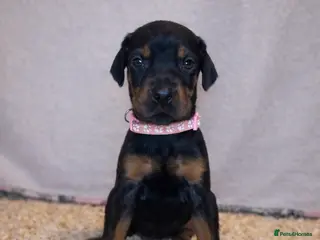 Dobermann dogs 🩶 Top quality KC registered Doberman puppies! 🩶 - Advert 15