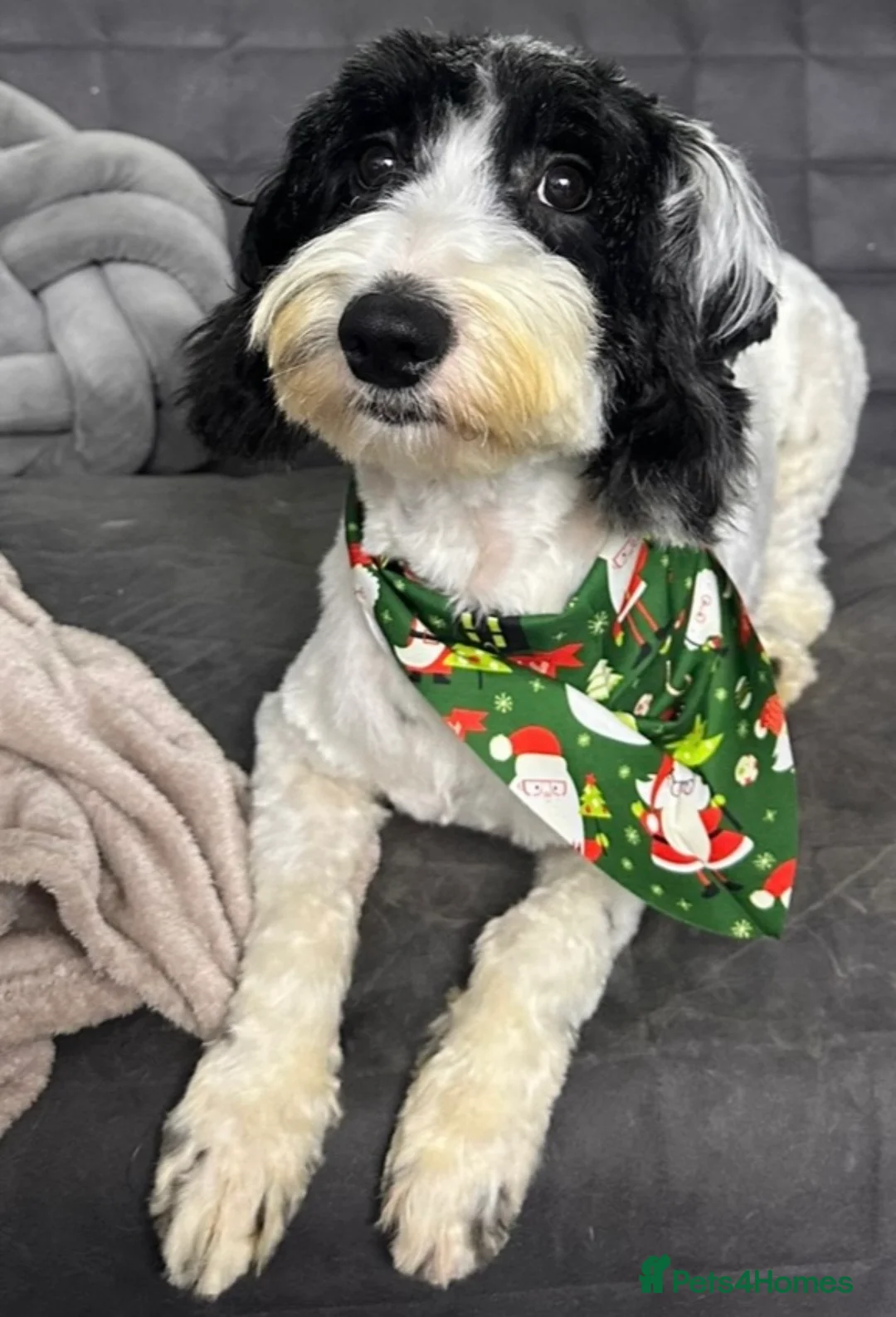 Cockapoo dogs for stud: Black and white partie cockapoo for stud in Maidstone - Advert 2