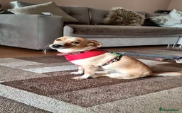 Mixed Breed dogs for adoption: Adopt Adorable Rescue puppy  Miki - Image 5