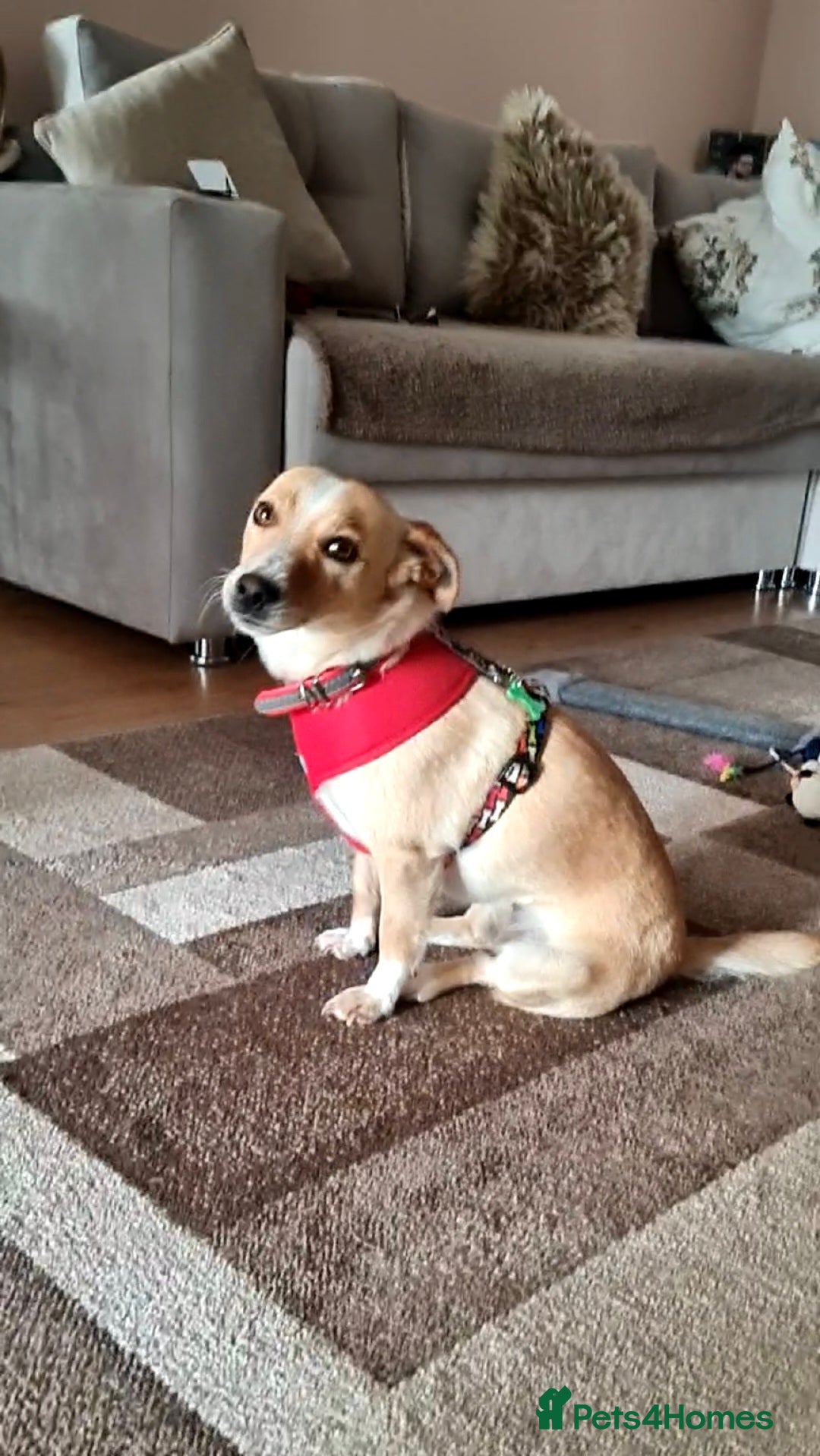 Mixed Breed dogs for adoption: Adopt Adorable Rescue puppy  Miki - Image 5