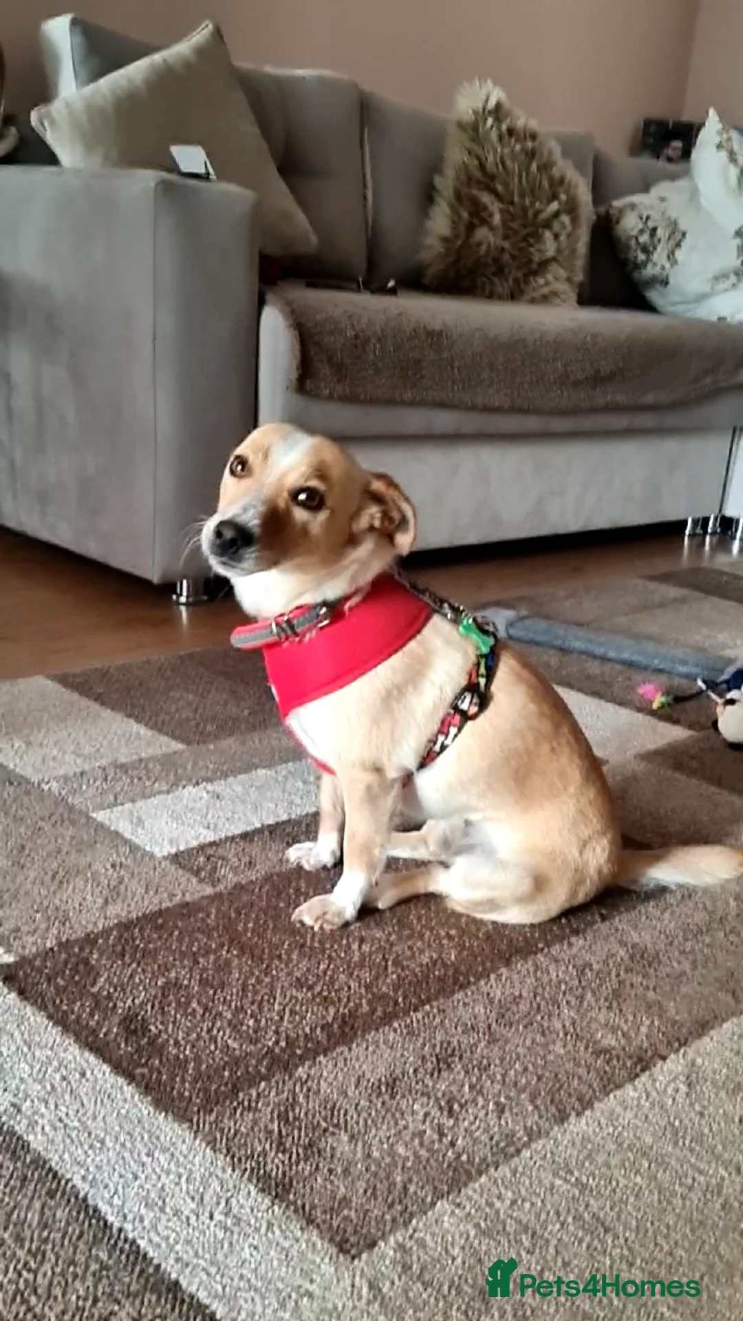 Mixed Breed dogs for adoption: Adopt Adorable Rescue puppy  Miki - Advert 5