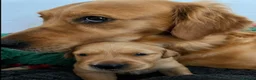 Golden Retriever dogs for sale: Beautiful litter working line golden retrievers in Sheffield - Advert 20