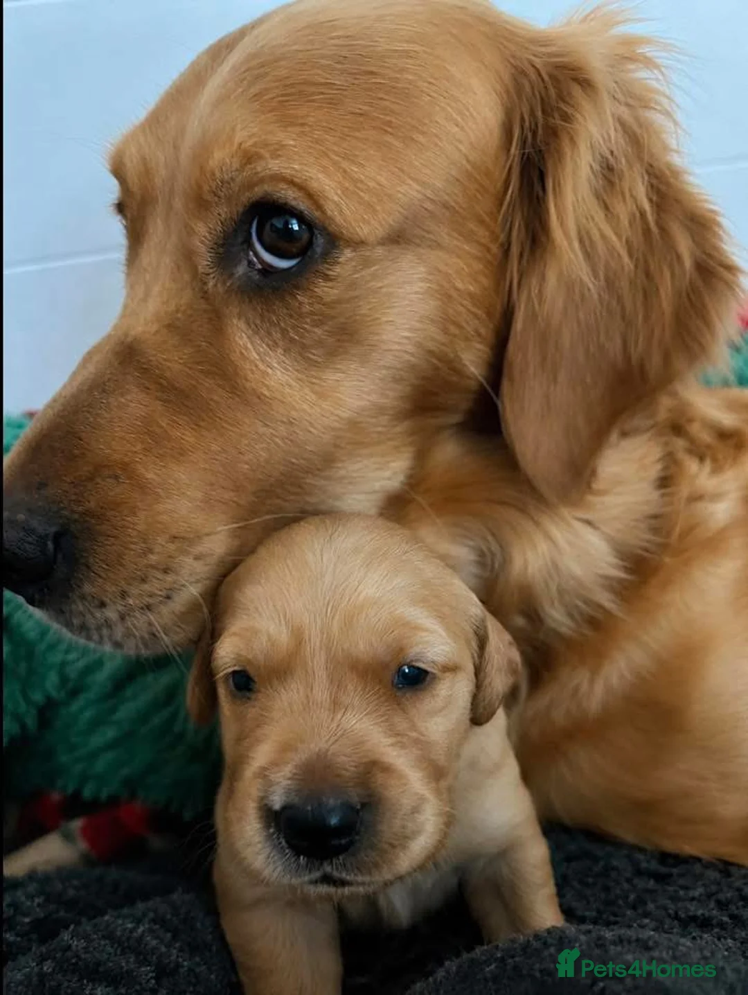 Golden Retriever dogs for sale: Beautiful litter working line golden retrievers in Sheffield - Advert 20