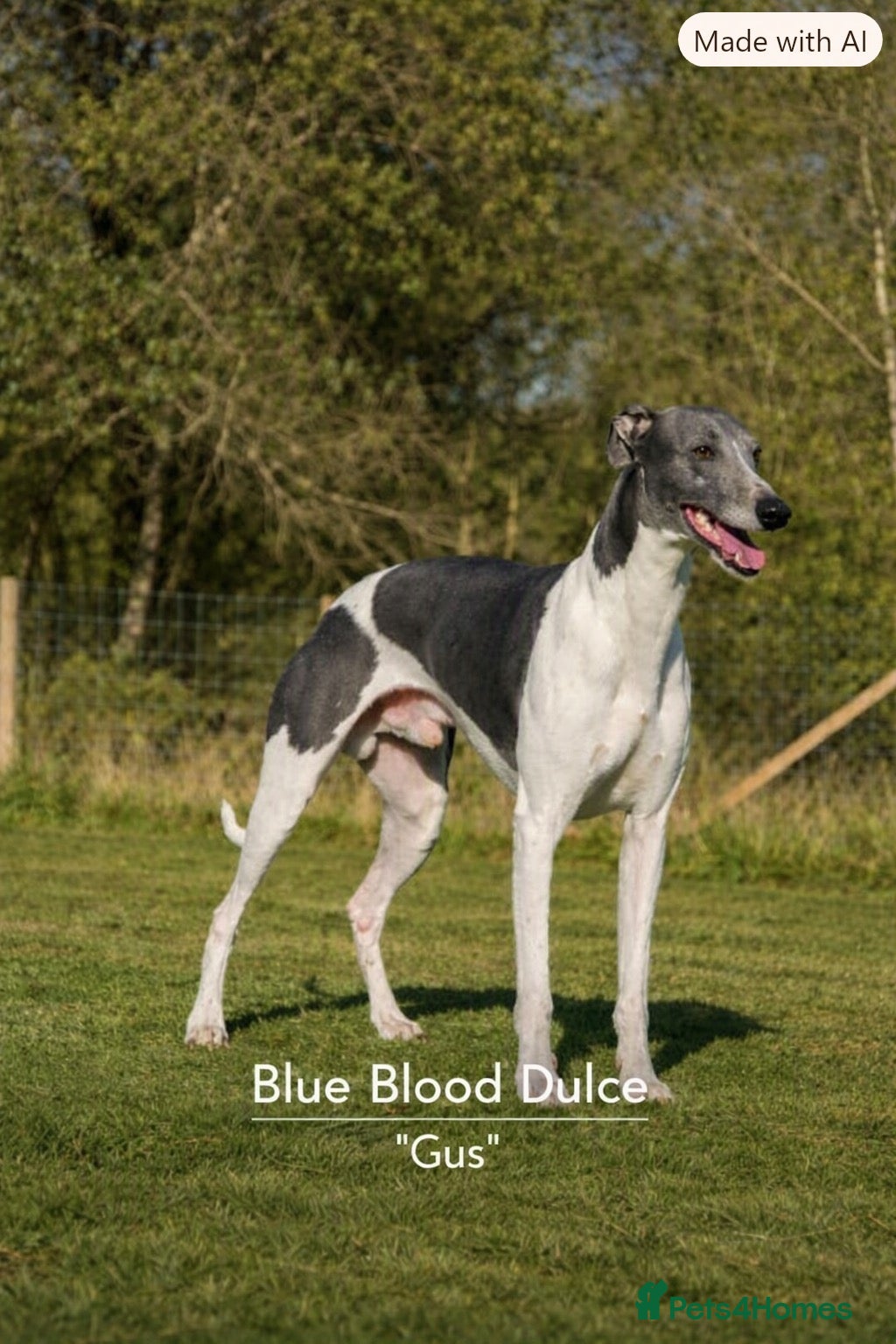 Whippet dogs Pedigree Whippet Pups - due end of Oct  - Advert 2