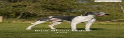 Whippet dogs for sale: Pedigree Whippet Pups - due end of Oct  in Southampton - Advert 2