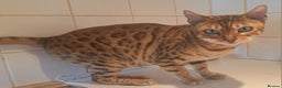 Bengal cats for sale: SOLD  PURE SBT Tica Bengal retired female Venus - Advert 7