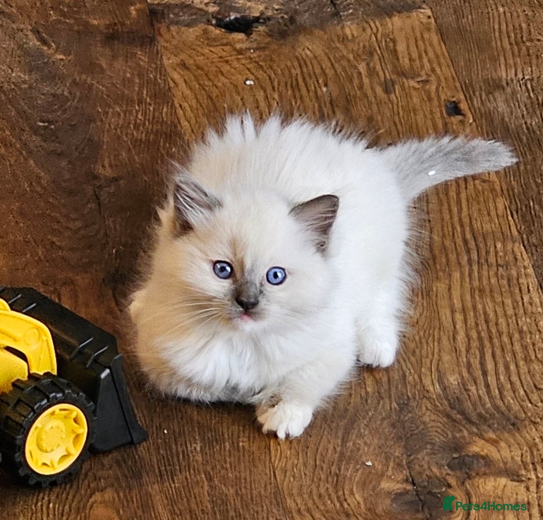Ragdoll cats for sale: Amazing Ragdoll Babies - Image 10