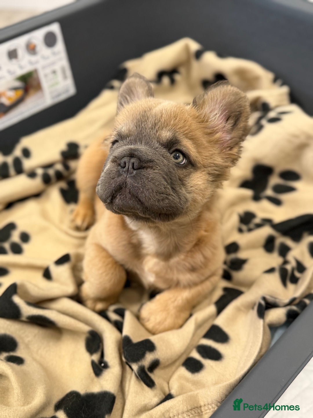 French Bulldog dogs for sale: Visual fluffy French bulldog puppies! - Image 10