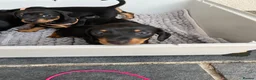 Dachshund dogs for sale: Dauchund puppy’s, 1 girl 2 boys left - Advert 9