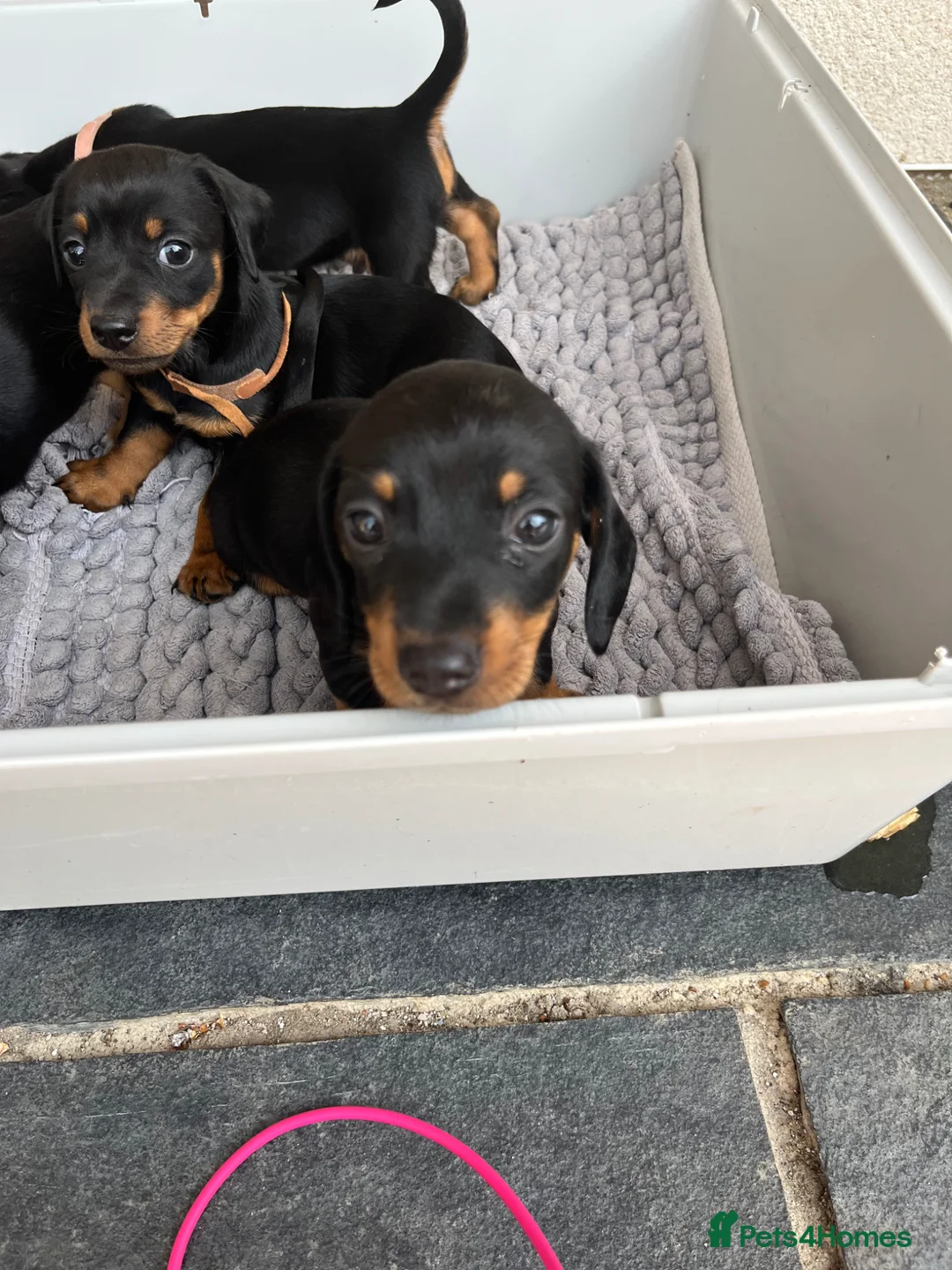 Dachshund dogs for sale: Dauchund puppy’s, 1 girl 2 boys left - Advert 9
