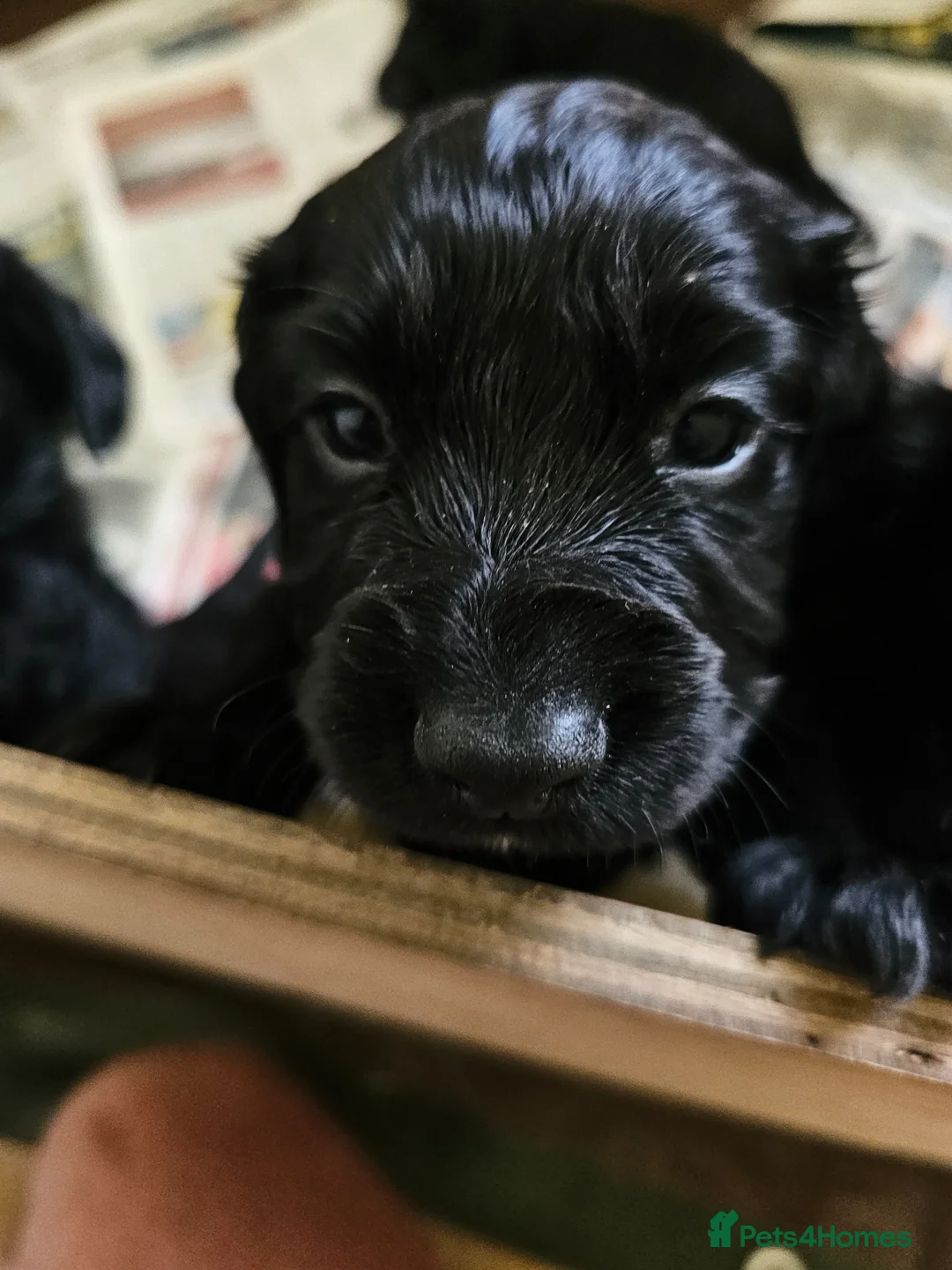 Cocker Spaniel dogs for sale: Working cocker spaniel pup - Advert 2