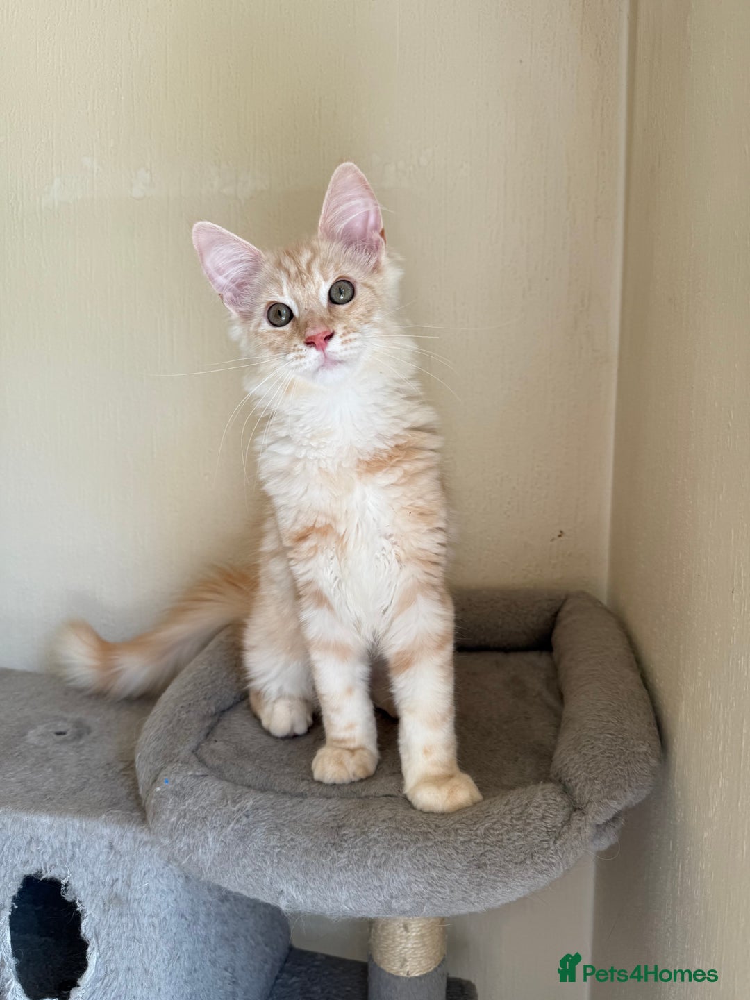 Maine Coon cats for sale: Stunning Maine coon kittens - Image 14