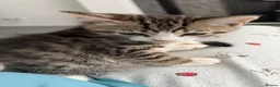 Mixed Breed cats for sale: Tabby kitten in Glasgow - Advert 11