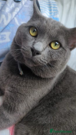 Mixed Breed cats - Advert 2