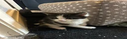 Mixed Breed cats for sale: 2 male kittens  in Haltwhistle - Advert 4