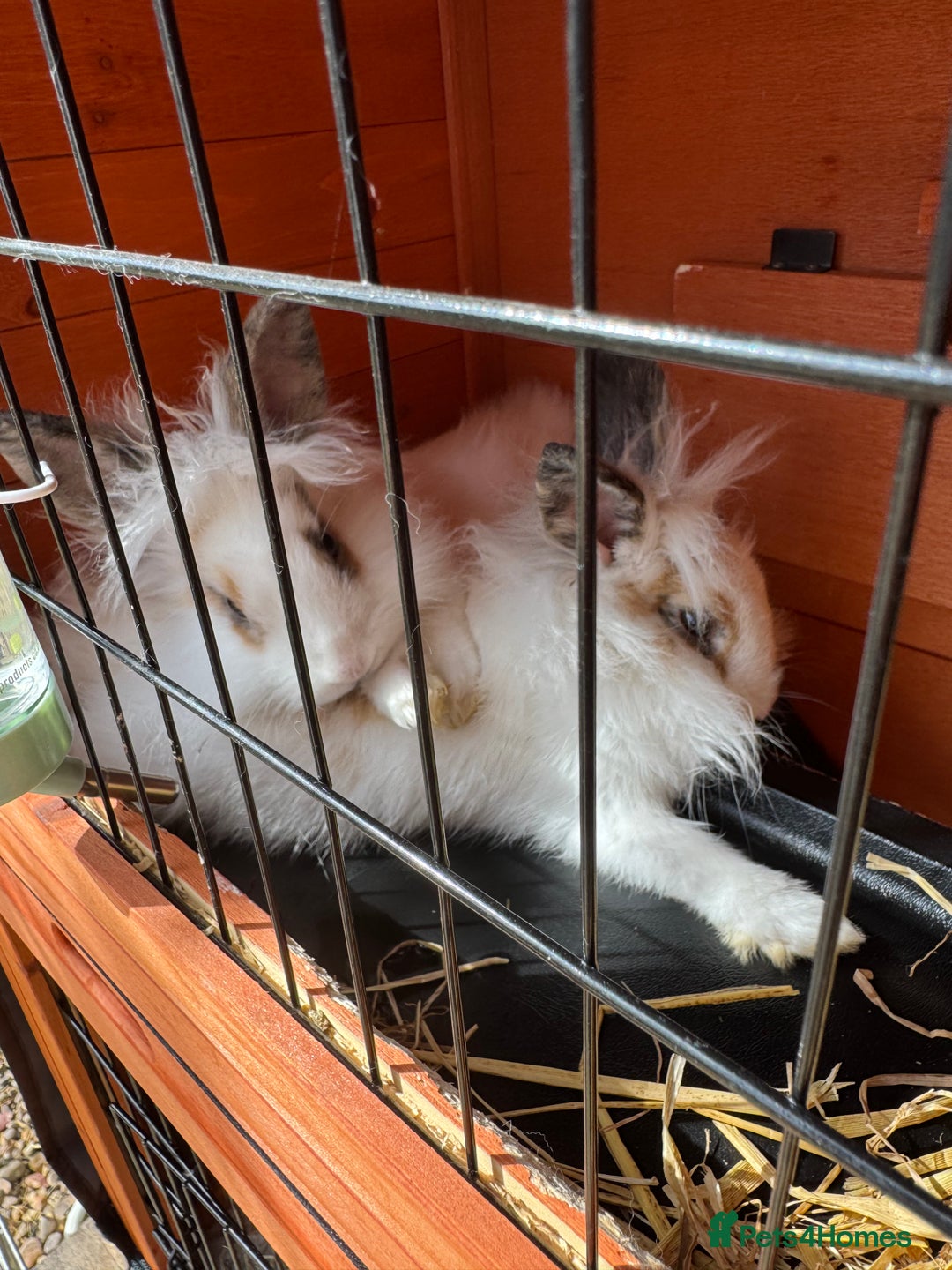 Mini Lion Lop rabbits for sale: 2 lion lop rabbits  - Advert 2