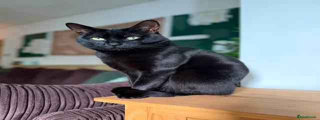 Ottokonko 