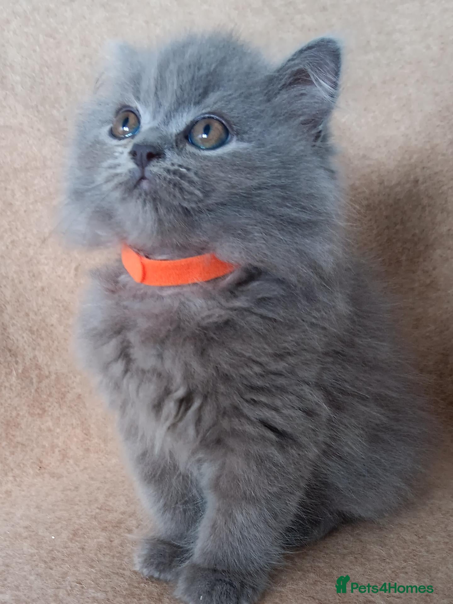 British Shorthair cats Stunning blue pedigree kittens TICA registered  - Advert 2