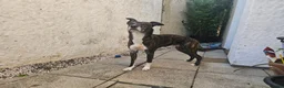 Lurcher dogs for sale: Loki - 5 year old lurcher boy in Holyhead - Advert 3