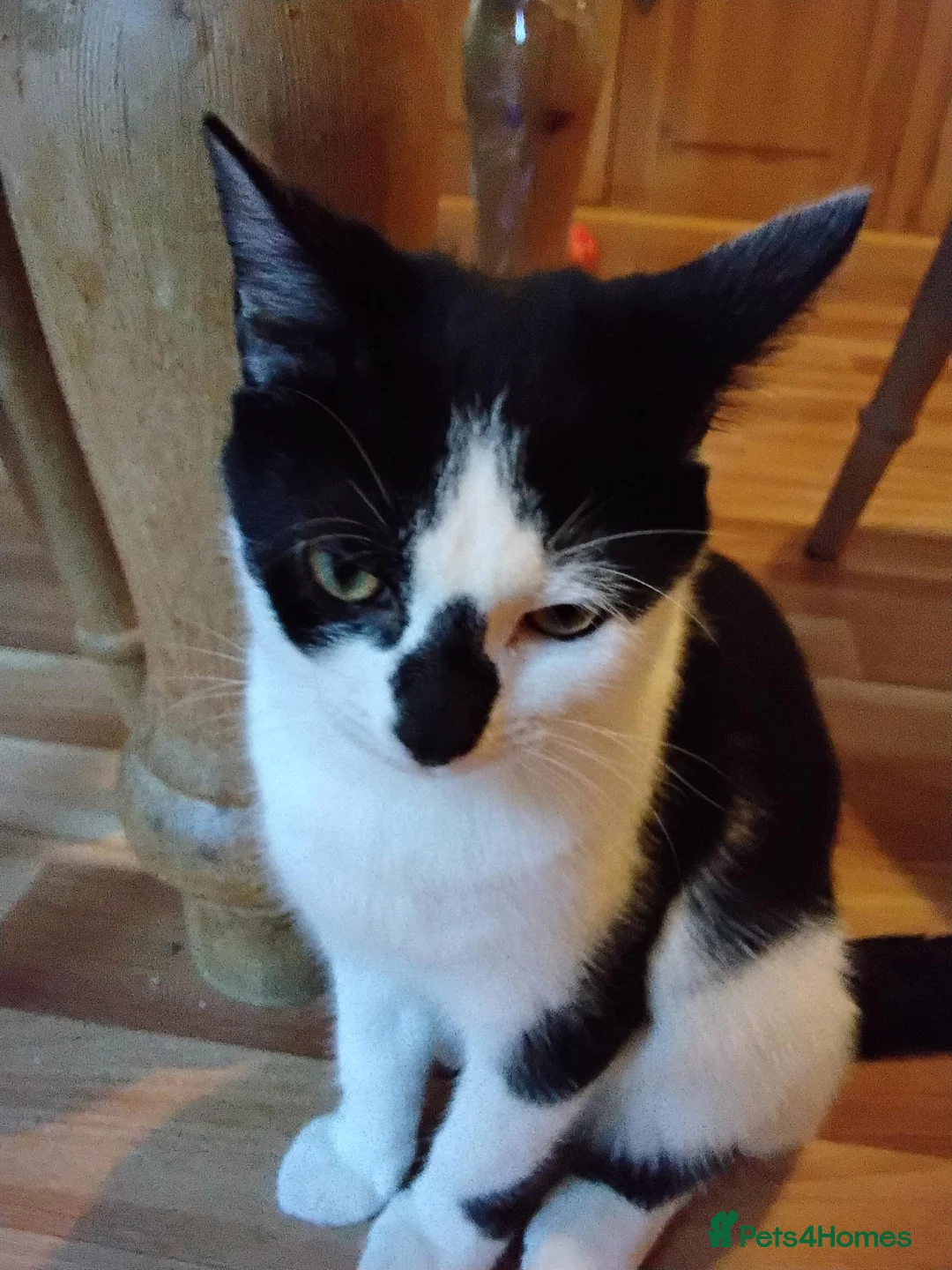 Mixed Breed cats for sale: Rescue kittens for Adoption  - Advert 1