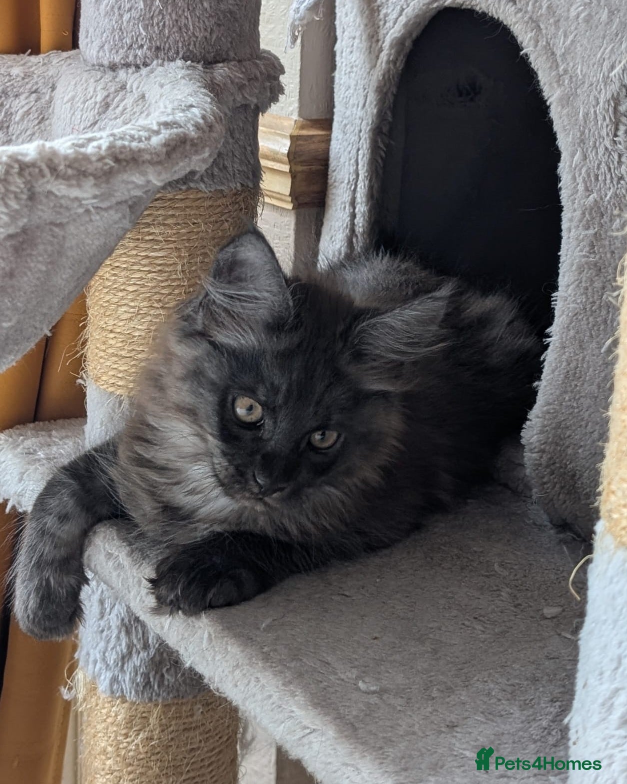 Maine Coon cats PEDIGREE BLACK SMOKE MAINE COON MALE TICA  - Advert 2