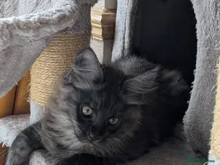 Maine Coon cats PEDIGREE BLACK SMOKE MAINE COON MALE TICA - Advert 2