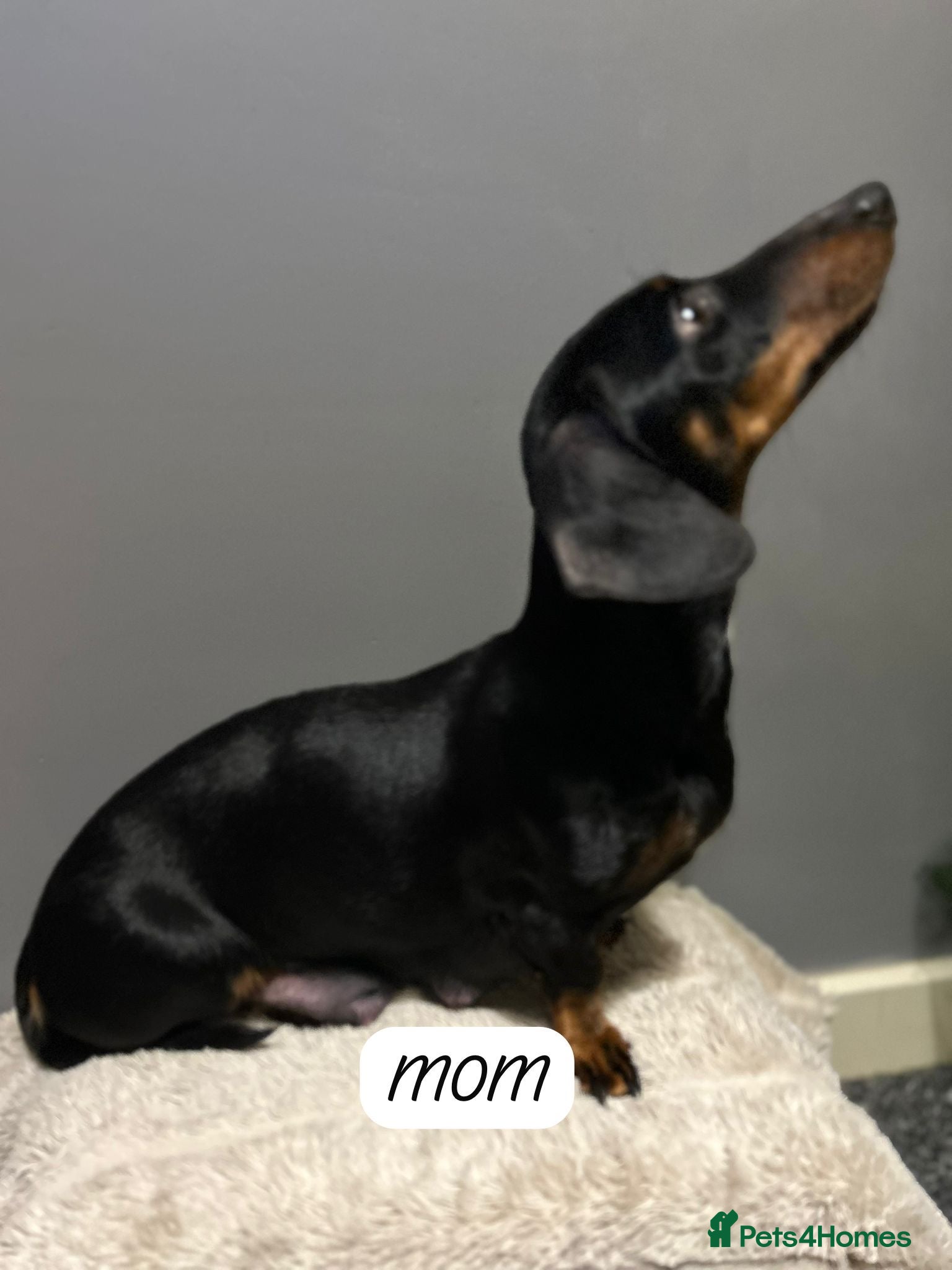 Miniature Dachshund dogs Miniature dachshund  - Advert 1