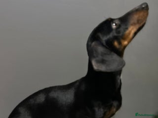 Miniature Dachshund dogs Miniature dachshund - Advert 1