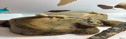 Bearded Dragon reptiles for sale: Baby Bearded dragons £50 each - Advert 3