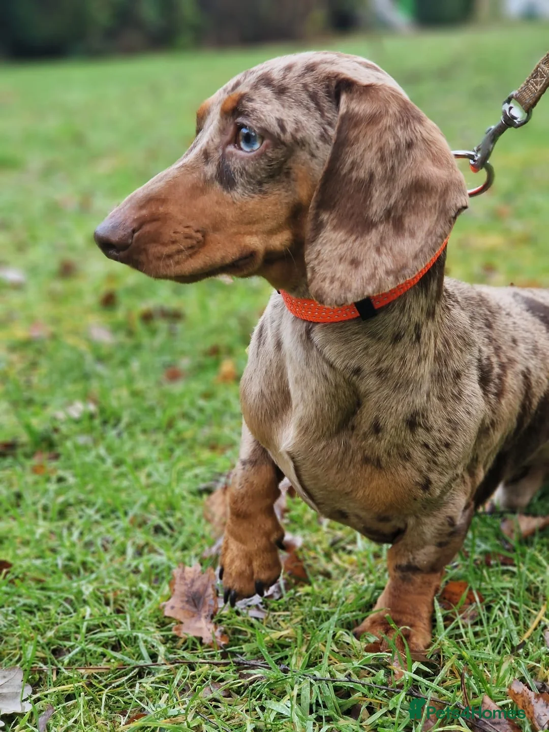 Miniature Dachshund dogs for stud: 🤎Albert🤎 in Newport - Advert 3