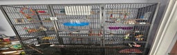Budgerigars birds for sale: Budgies  - Advert 4
