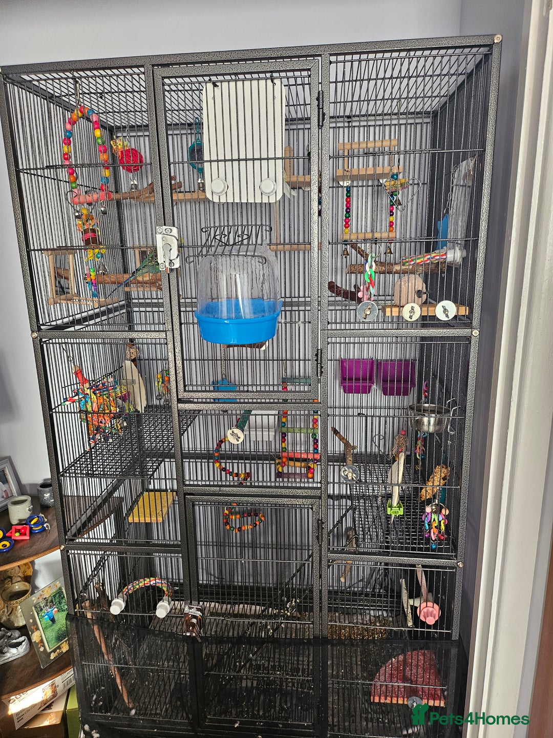 Budgerigars birds for sale: Budgies  - Advert 4