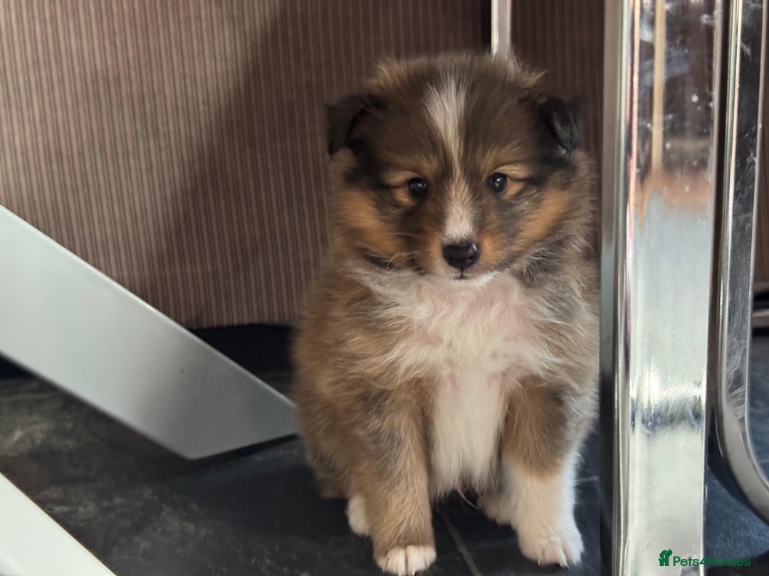 Shetland Sheepdog dogs for sale: Purebred Shetland Sheepdog Puppies - Image 7