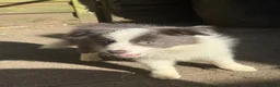 Border Collie dogs for sale: 4 Border Collie puppies in Wigan - Advert 14