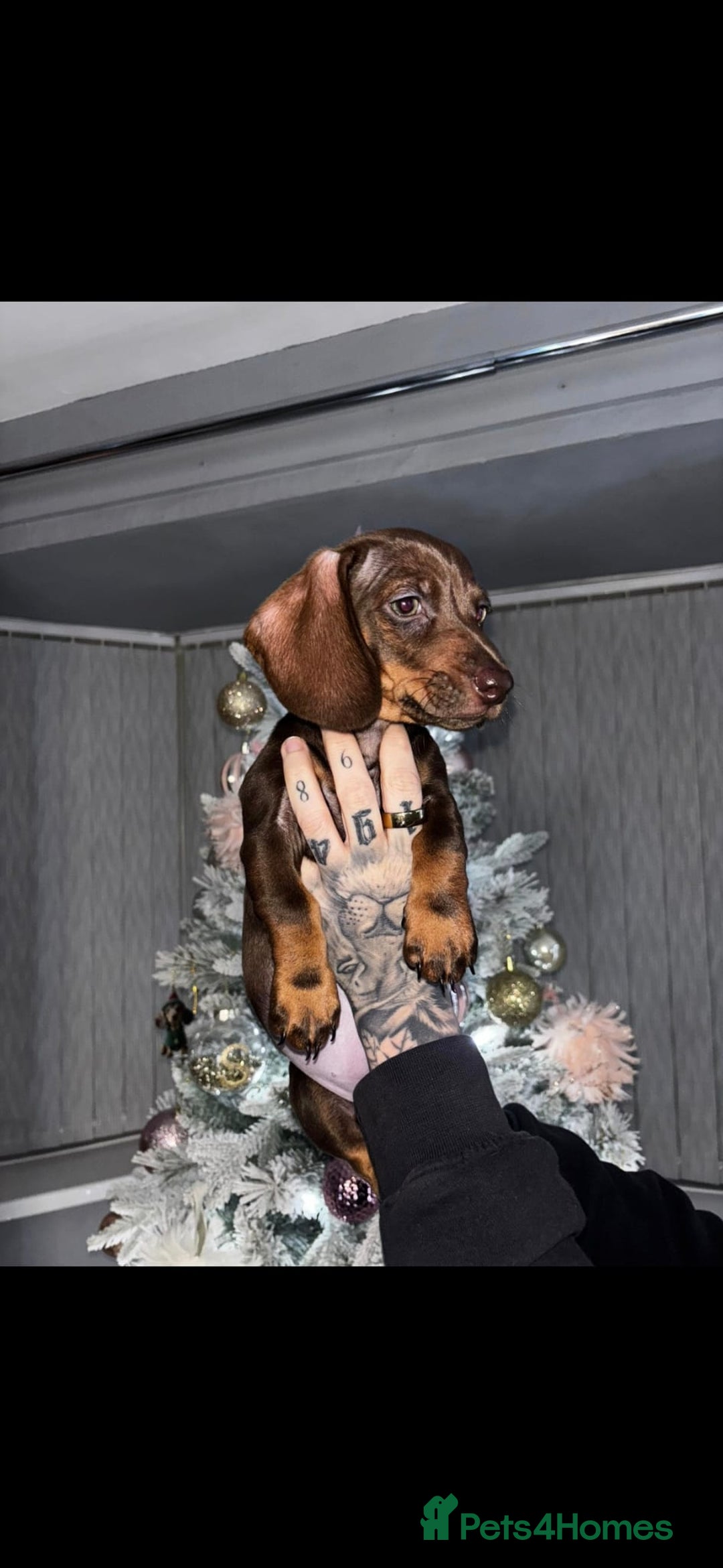 Dachshund dogs for sale: Stunning Chocolate Female Dachshund  - Advert 4