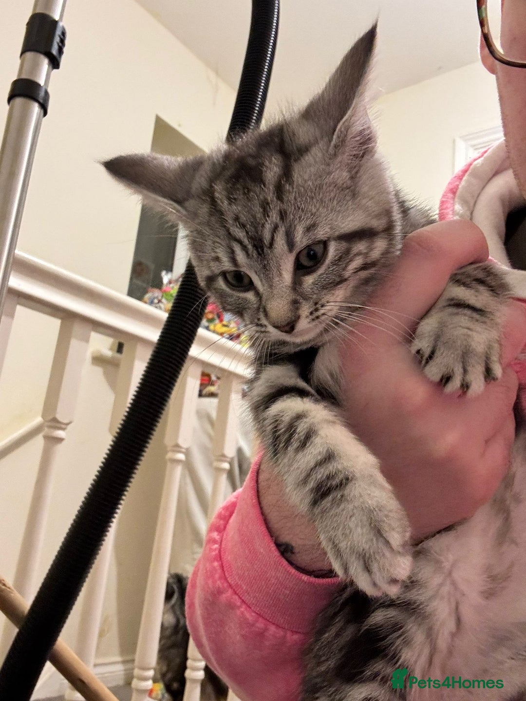 Maine Coon cats for sale: Beautiful, friendly playful Maine Coon cross kits - Advert 10