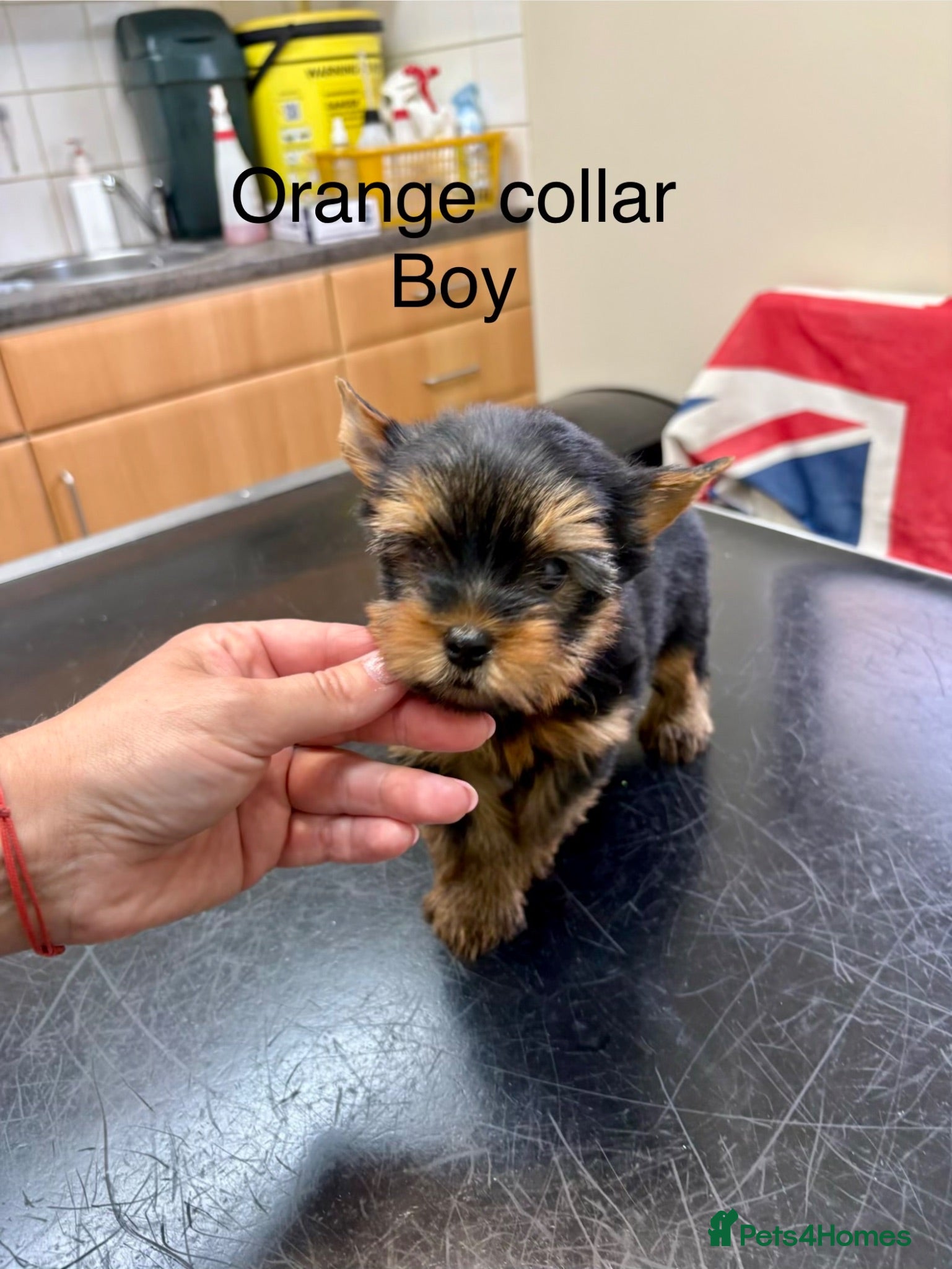 Yorkshire Terrier dogs Beautiful Yorkshire terrier puppies  - Advert 10
