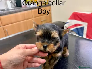 Yorkshire Terrier dogs Beautiful Yorkshire terrier puppies - Advert 10