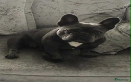 French Bulldog dogs for sale: French Bulldog - Image 3