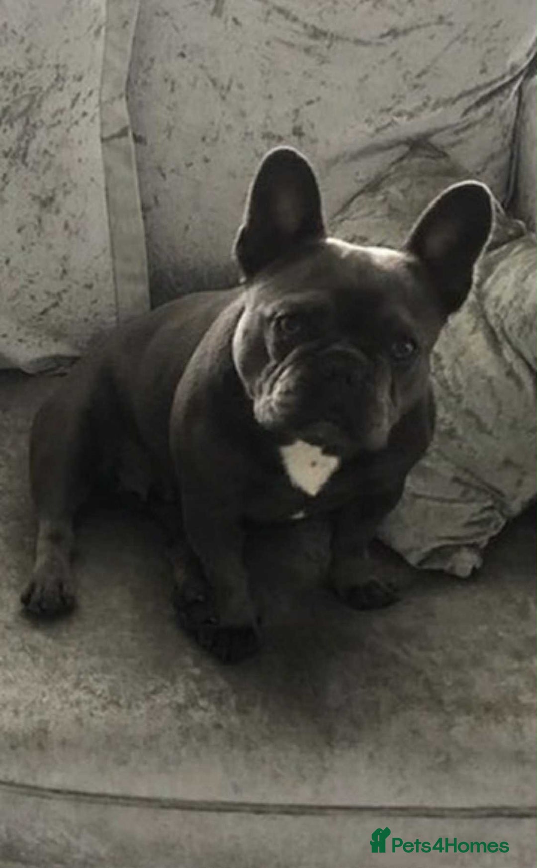 French Bulldog dogs for sale: French Bulldog - Image 3