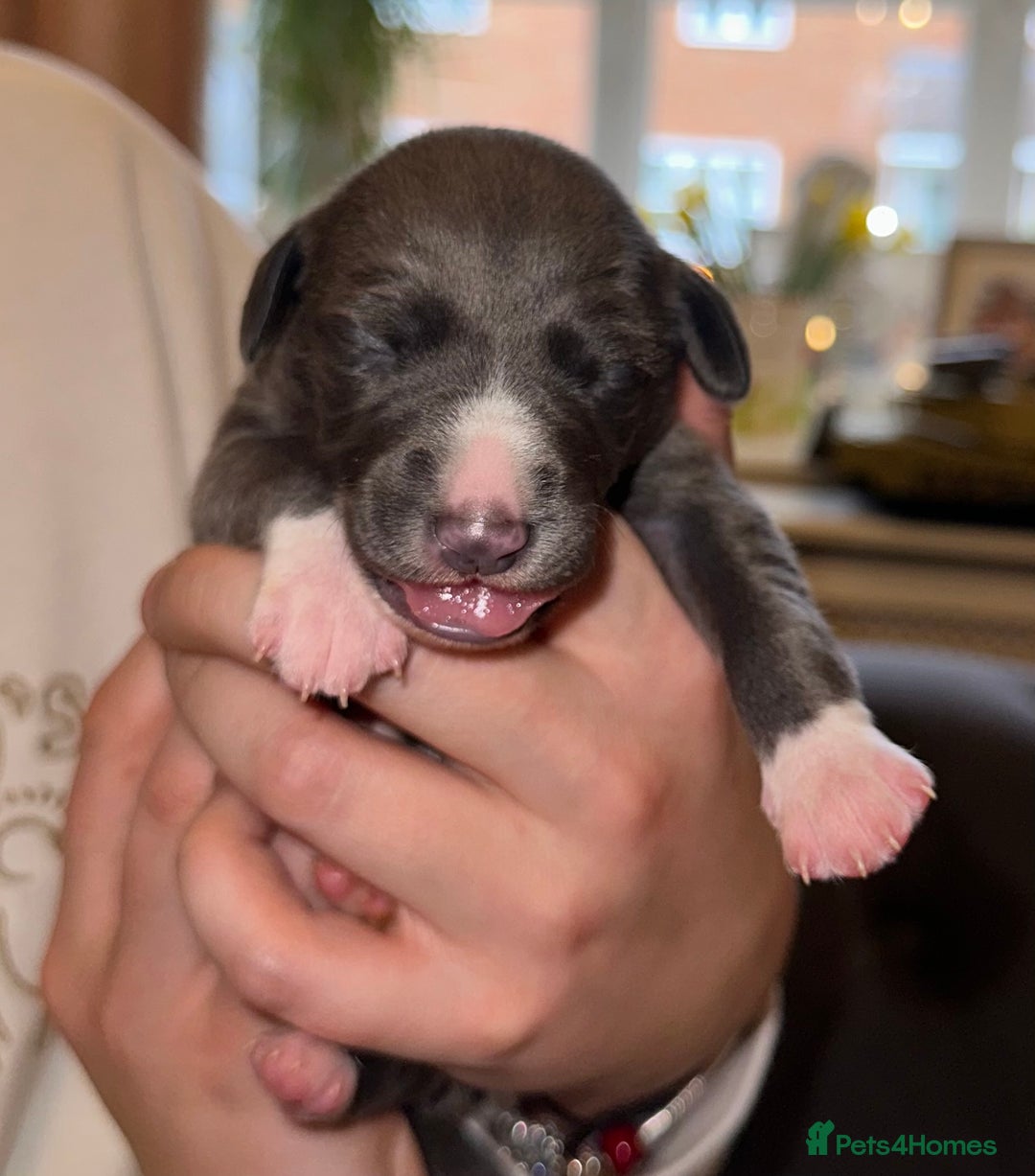 Whippet dogs for sale: KC Registered Whippet Puppies - Advert 12